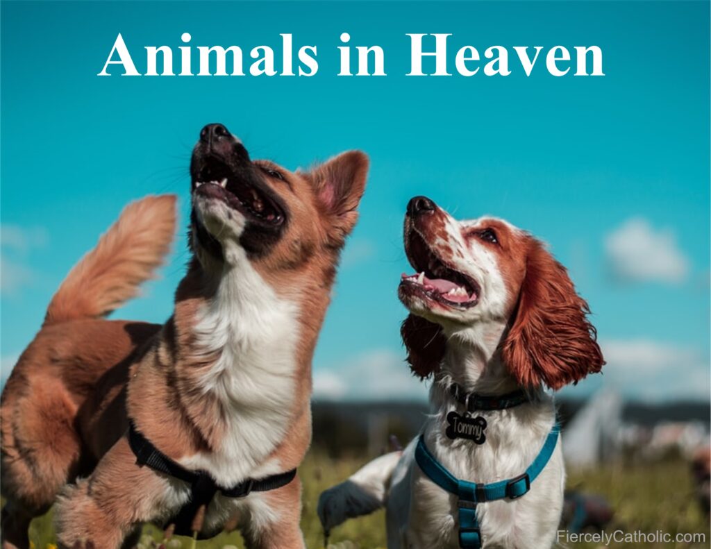 Will There Be Animals in Heaven? Fiercely Catholic