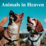 Animals In Heaven