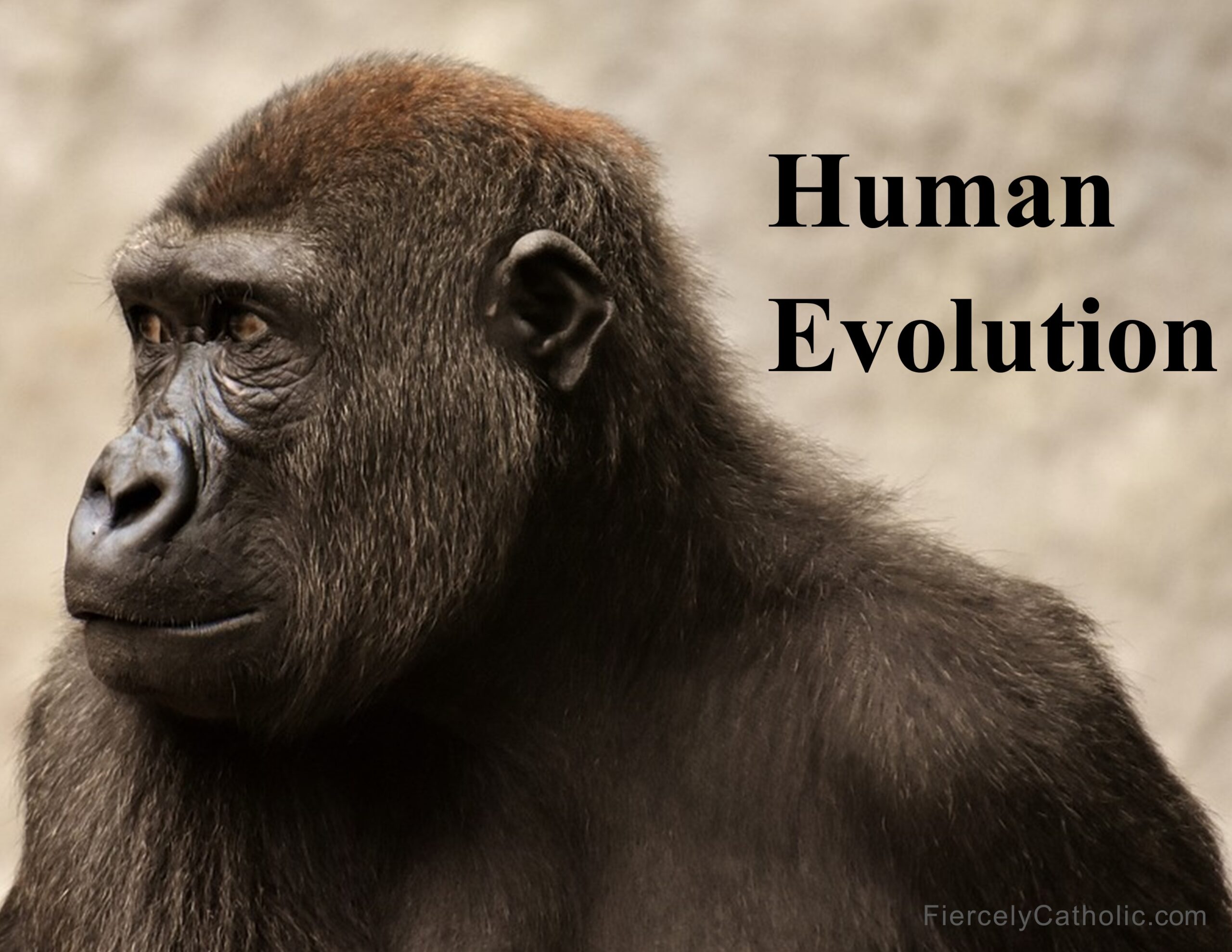 Evolution Fiercely Catholic